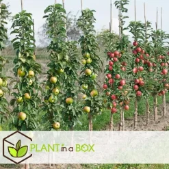 Appelboom-mix - Set van 3 - Malus - Hoogte 60-70cm - ⌀9cm
