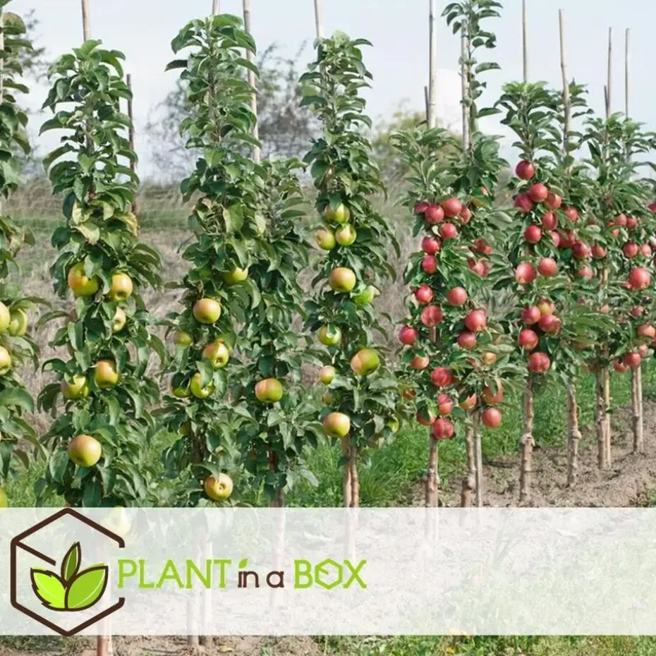 Appelboom-mix - Set van 3 - Malus - Hoogte 60-70cm - ⌀9cm