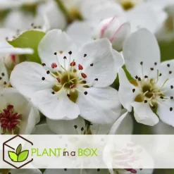 Appelboom-mix - Set van 3 - Malus - Hoogte 60-70cm - ⌀9cm