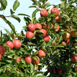 Appelboom-mix - Set van 3 - Malus - Hoogte 60-70cm - ⌀9cm