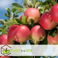 Appelboom-mix - Set van 3 - Malus - Hoogte 60-70cm - ⌀9cm