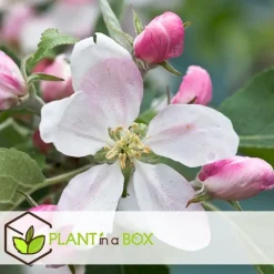 Appelboom-mix - Set van 3 - Malus - Hoogte 60-70cm - ⌀9cm