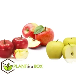 Appelboom-mix - Set van 6 - Malus - Hoogte 60-70cm - ⌀9cm