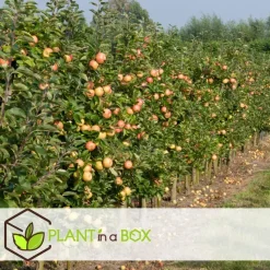 Appelboom-mix - Set van 6 - Malus - Hoogte 60-70cm - ⌀9cm