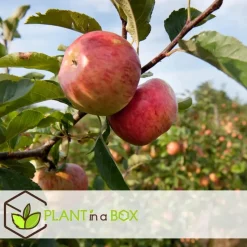 Appelboom-mix - Set van 6 - Malus - Hoogte 60-70cm - ⌀9cm