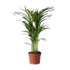 Areca goudpalm - Dypsis lutescens - Hoogte 60-70cm - ⌀17cm