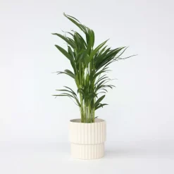 Areca goudpalm - Dypsis lutescens - Hoogte 60-70cm - ⌀17cm
