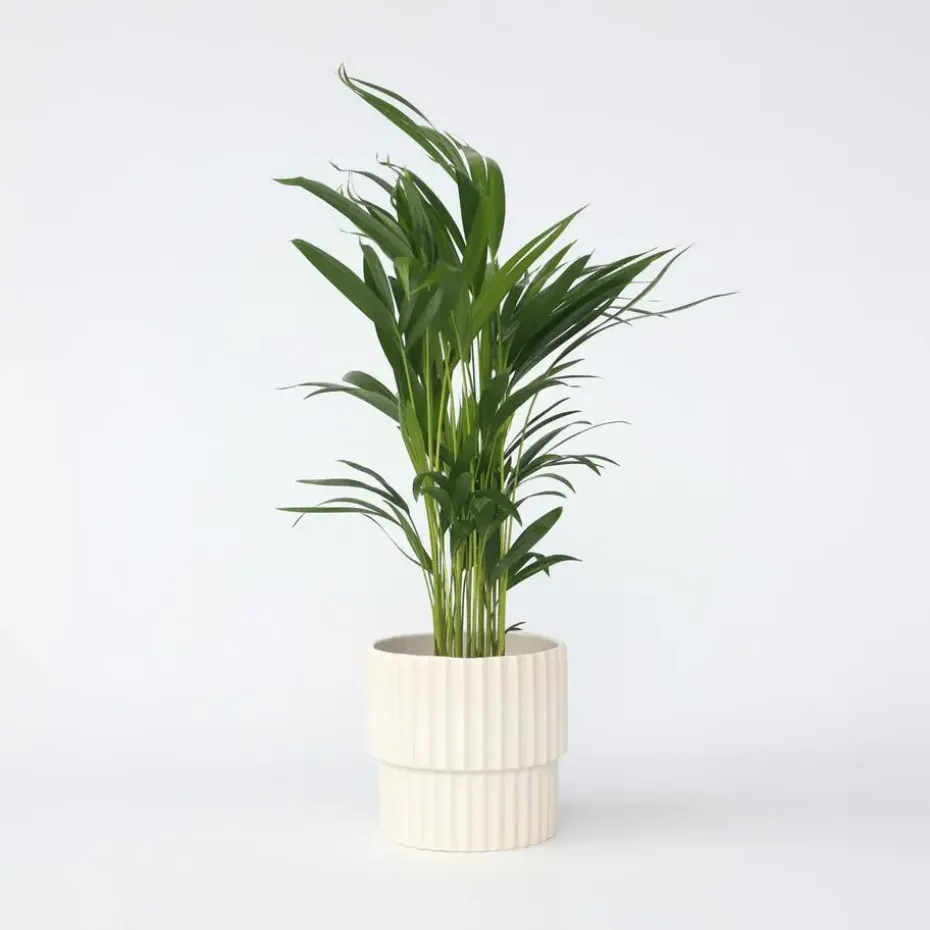 Areca goudpalm - Dypsis lutescens - Hoogte 60-70cm - ⌀17cm