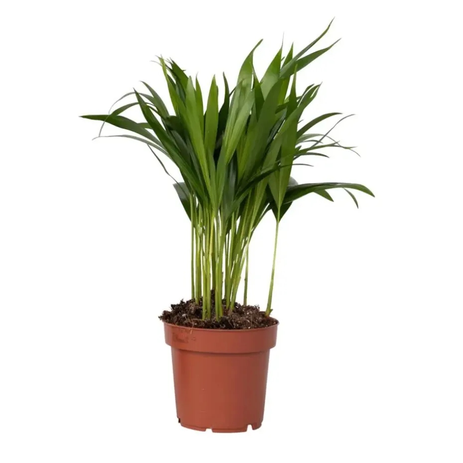 Areca goudpalm - Dypsis lutescens - Hoogte 30-45cm - ⌀12cm