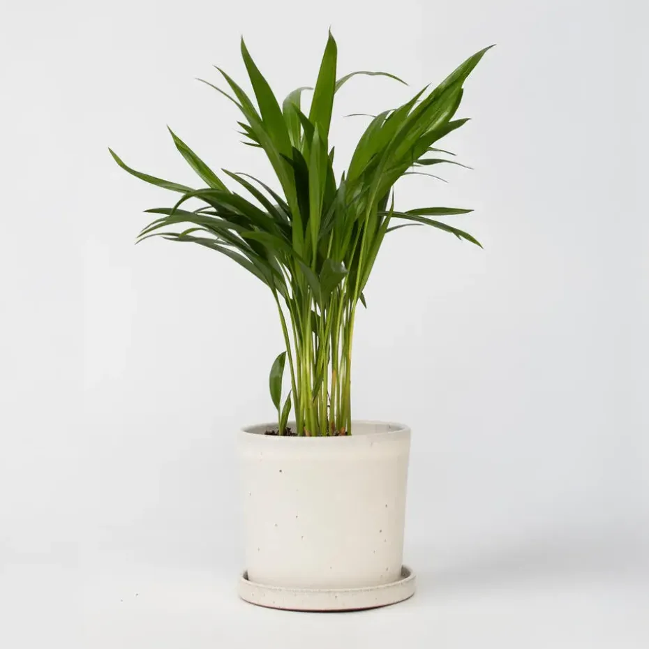 Areca goudpalm - Dypsis lutescens - Hoogte 30-45cm - ⌀12cm