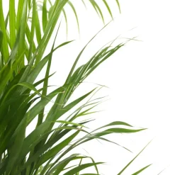 Areca goudpalm - Dypsis lutescens - Hoogte 30-45cm - ⌀12cm