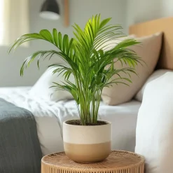 Areca goudpalm - Dypsis lutescens - Hoogte 30-45cm - ⌀12cm