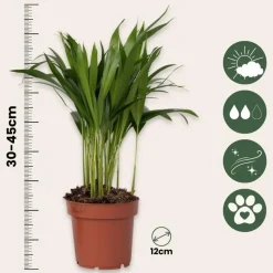 Areca goudpalm - Dypsis lutescens - Hoogte 30-45cm - ⌀12cm
