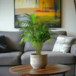 Areca goudpalm - Dypsis lutescens - Hoogte 30-45cm - ⌀12cm