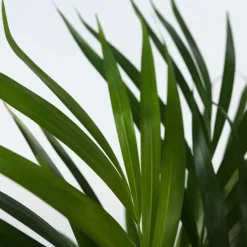 Areca goudpalm - Dypsis lutescens - Hoogte 30-45cm - ⌀12cm