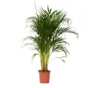 Areca goudpalm - Dypsis lutescens - Hoogte 100-120cm - ⌀21cm