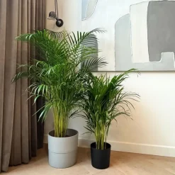Areca goudpalm - Dypsis lutescens - Hoogte 100-120cm - ⌀21cm