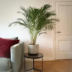 Areca goudpalm - Dypsis lutescens - Hoogte 100-120cm - ⌀21cm