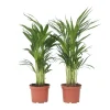 Areca goudpalm - Set van 2 - Dypsis lutescens - Hoogte 60-70cm - ⌀17cm