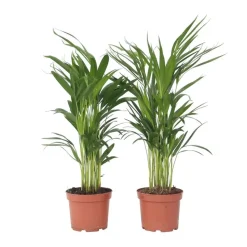 Areca goudpalm - Set van 2 - Dypsis lutescens - Hoogte 60-70cm - ⌀17cm