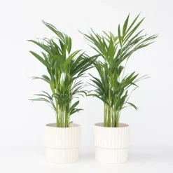 Areca goudpalm - Set van 2 - Dypsis lutescens - Hoogte 60-70cm - ⌀17cm