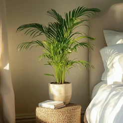 Areca goudpalm - Set van 2 - Dypsis lutescens - Hoogte 60-70cm - ⌀17cm
