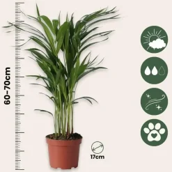 Areca goudpalm - Set van 2 - Dypsis lutescens - Hoogte 60-70cm - ⌀17cm