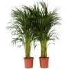 Areca goudpalm - Set van 2 - Dypsis lutescens - Hoogte 100-120cm - ⌀21cm