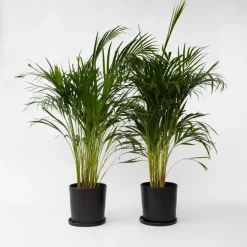 Areca goudpalm - Set van 2 - Dypsis lutescens - Hoogte 100-120cm - ⌀21cm