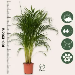 Areca goudpalm - Set van 2 - Dypsis lutescens - Hoogte 100-120cm - ⌀21cm