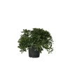 Australische laurier - Pittosporum tobira nanum - Hoogte 30-40cm - ⌀19cm