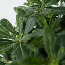 Australische laurier - Pittosporum tobira nanum - Hoogte 30-40cm - ⌀19cm