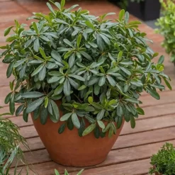 Australische laurier - Pittosporum tobira nanum - Hoogte 30-40cm - ⌀19cm