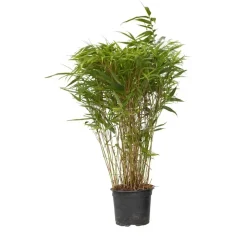 Bamboe - Fargesia nitida 'Gansu' - Hoogte 50-70cm - ⌀17cm