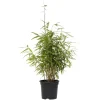 Bamboe - Fargesia nitida 'Red Dragon' - Hoogte 50-70cm - ⌀17cm