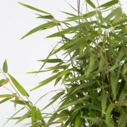 Bamboe - Fargesia nitida 'Red Dragon' - Hoogte 50-70cm - ⌀17cm