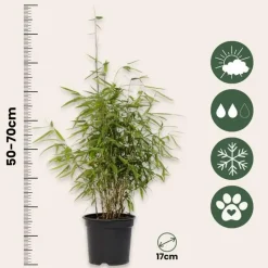 Bamboe - Fargesia nitida 'Red Dragon' - Hoogte 50-70cm - ⌀17cm