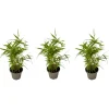 Bamboe - Set van 3 - Fargesia nitida 'Black Dragon' - Hoogte 25-40cm - ⌀14cm