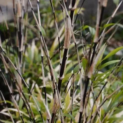 Bamboe - Set van 3 - Fargesia nitida 'Black Dragon' - Hoogte 25-40cm - ⌀14cm