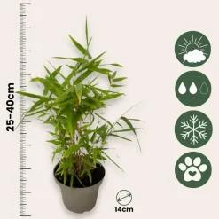 Bamboe - Set van 3 - Fargesia nitida 'Black Dragon' - Hoogte 25-40cm - ⌀14cm