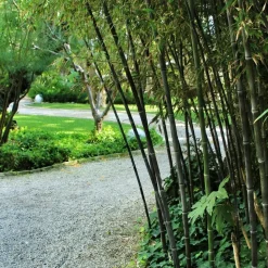 Bamboe - Set van 3 - Fargesia nitida 'Black Dragon' - Hoogte 25-40cm - ⌀14cm