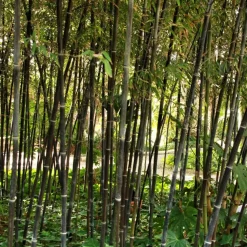 Bamboe - Set van 3 - Fargesia nitida 'Black Dragon' - Hoogte 25-40cm - ⌀14cm