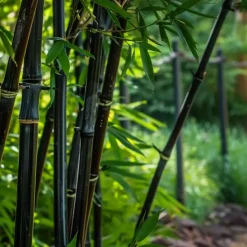 Bamboe - Set van 3 - Fargesia nitida 'Black Dragon' - Hoogte 25-40cm - ⌀14cm