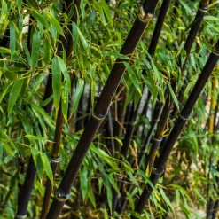 Bamboe - Set van 3 - Fargesia nitida 'Black Dragon' - Hoogte 25-40cm - ⌀14cm