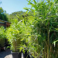 Bamboe - Set van 18 - Fargesia nitida 'Black Dragon' - Hoogte 25-40cm - ⌀14cm