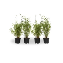 Bamboe - Set van 4 - Fargesia nitida 'Red Dragon' - Hoogte 50-70cm - ⌀17cm