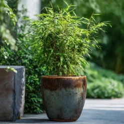 Bamboe - Set van 4 - Fargesia nitida 'Red Dragon' - Hoogte 50-70cm - ⌀17cm