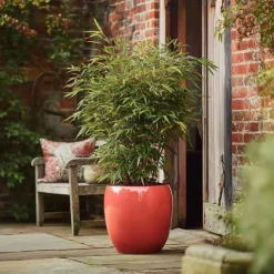 Bamboe - Set van 4 - Fargesia nitida 'Red Dragon' - Hoogte 50-70cm - ⌀17cm