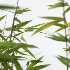 Bamboe - Set van 4 - Fargesia nitida 'Red Dragon' - Hoogte 50-70cm - ⌀17cm