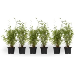 Bamboe - Set van 6 - Fargesia nitida 'Red Dragon' - Hoogte 50-70cm - ⌀17cm